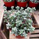 4 in Pink Vygie Pink Ice Vigie Sandstone Oscularia Deltoides Rare Succulent in pot