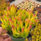 4 in Crassula Gollum/Ovata Shrek ear succulent Jade in pot