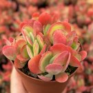 4 in Flapjack Succulent Paddle Kalanchoe Luciae in pot