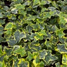 4 in Gold Child Ivy Trailing Climbing Easy Care in pot