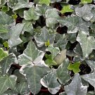4 in Glacier English Ivy Trailing Climbing Easy Care in pot