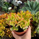 4 in Hummel ins Sunset Crassula Ovata Golden Jade Colorful Rooted Succulent in pot