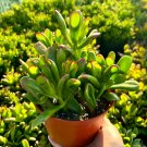 4 in ET ins Fingers Crassula Ovata Jade Variegated Succulent in pot