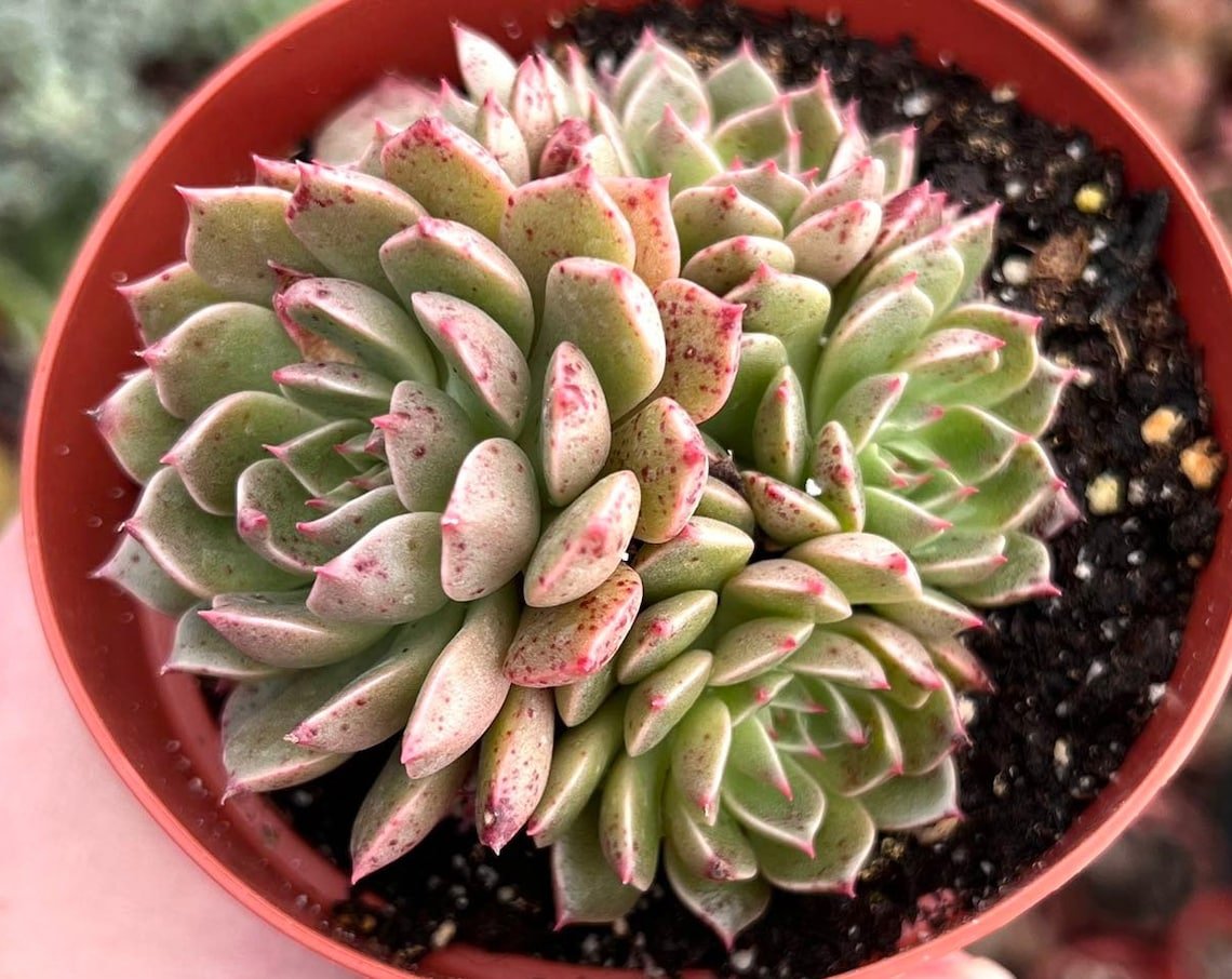 4 in Echeveria Ben Badis Olivia Clusters Rare Succulents in pot