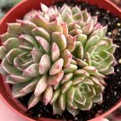 4 in Echeveria Ben Badis Olivia Clusters Rare Succulents in pot