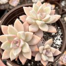 4 in Ghost Mother of Pearl Graptopetalum Paraguayense Succulent in pot