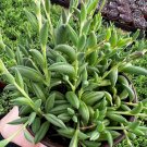 4 in String of Bananas Trailing Succulent Hanging Rooted in pot