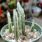 4 in Pickle Little Pickles Rare Succulent in pot