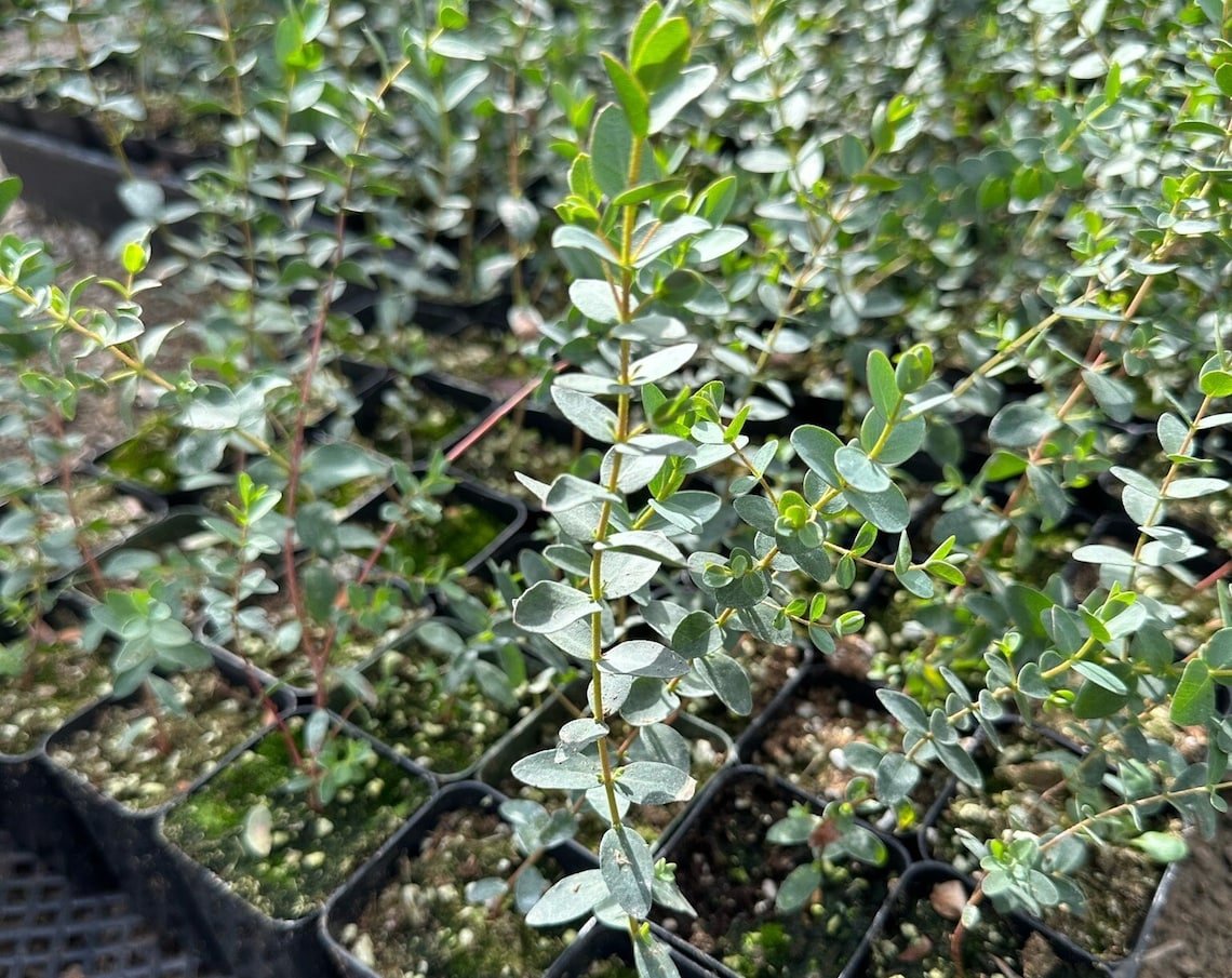 2.5 in Parvifolia Eucalyptus Evergreen Tree Unique Baby Tree in pot