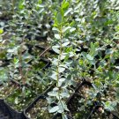 2.5 in Parvifolia Eucalyptus Evergreen Tree Unique Baby Tree in pot