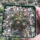 3 in Cactiandexotica Gymnocalycium Saglionis Giant Chin in pot