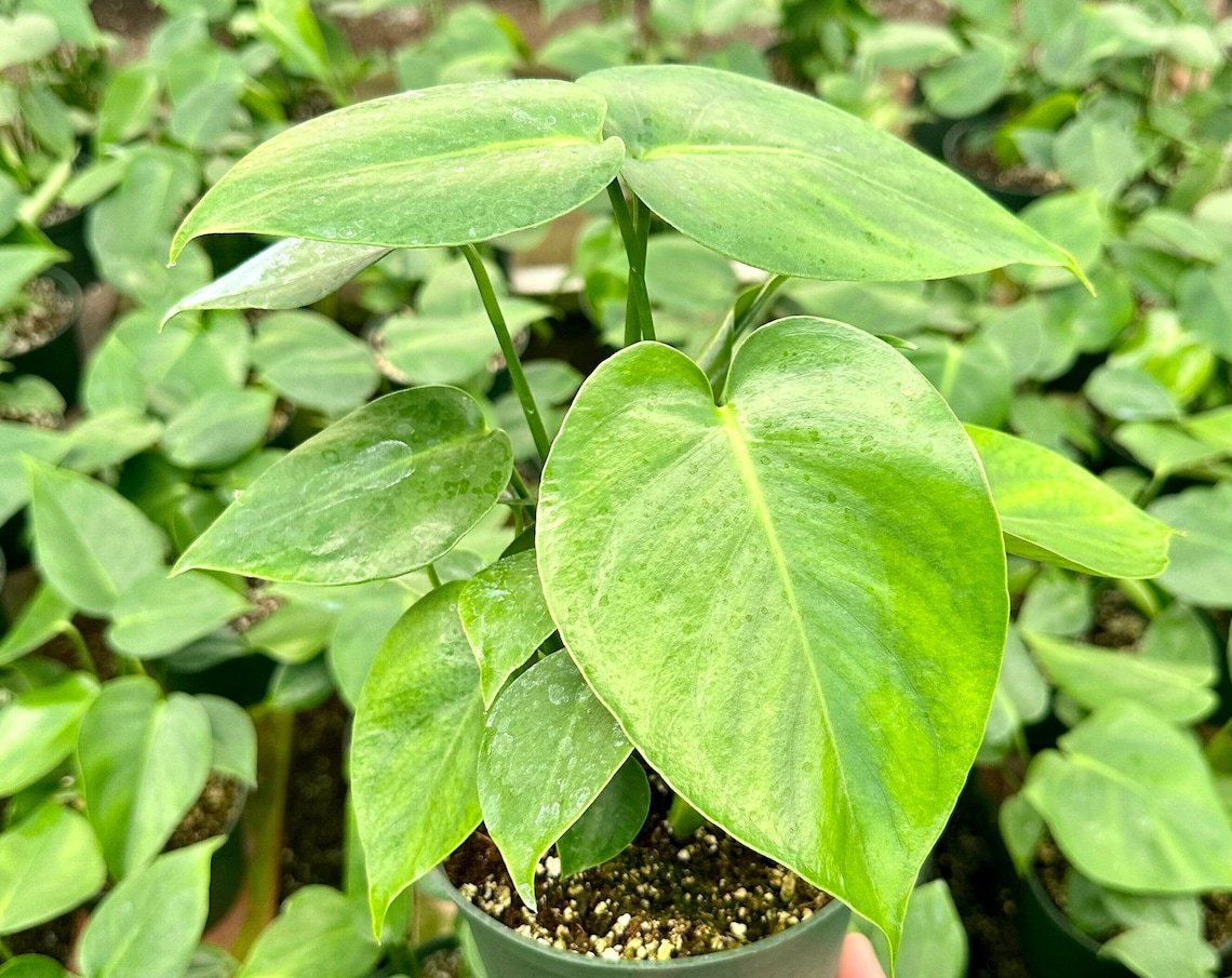 4 in Monstera Deliciosa Split Leaf Swiss Cheese Tropical in pot