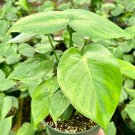 4 in Monstera Deliciosa Split Leaf Swiss Cheese Tropical in pot