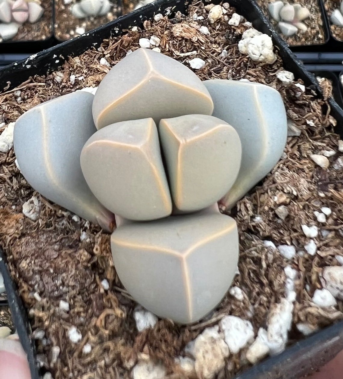 2 in Lapidaria Margaretae Karoo Rose split rock pot