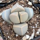 2 in Lapidaria Margaretae Karoo Rose split rock pot