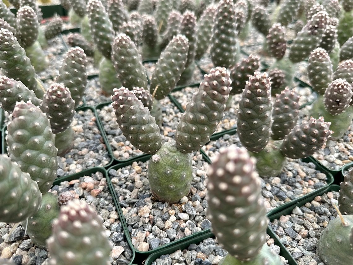 3 in Pine Cone Tephro Articulatus Unique in pot