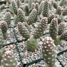 3 in Pine Cone Tephro Articulatus Unique in pot