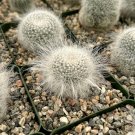 3.5 in Old Lady Mammillaria Hahniana Hairy in pot