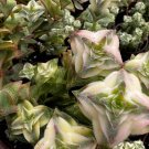 4 in Variegated String of Buttons Trailing Succulents ted in pot