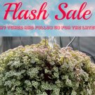 4 in Sedum Little Missy Variegated Succulent Trailing Stonecrop Ground Cover ted pot