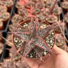 4 in Aloe Purple Haze Pink Succulent Rare Succulent in pot