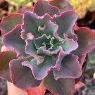 4 in Echeveria Blue Curls Echeveria Gibbiflora Rare Succulent in pot