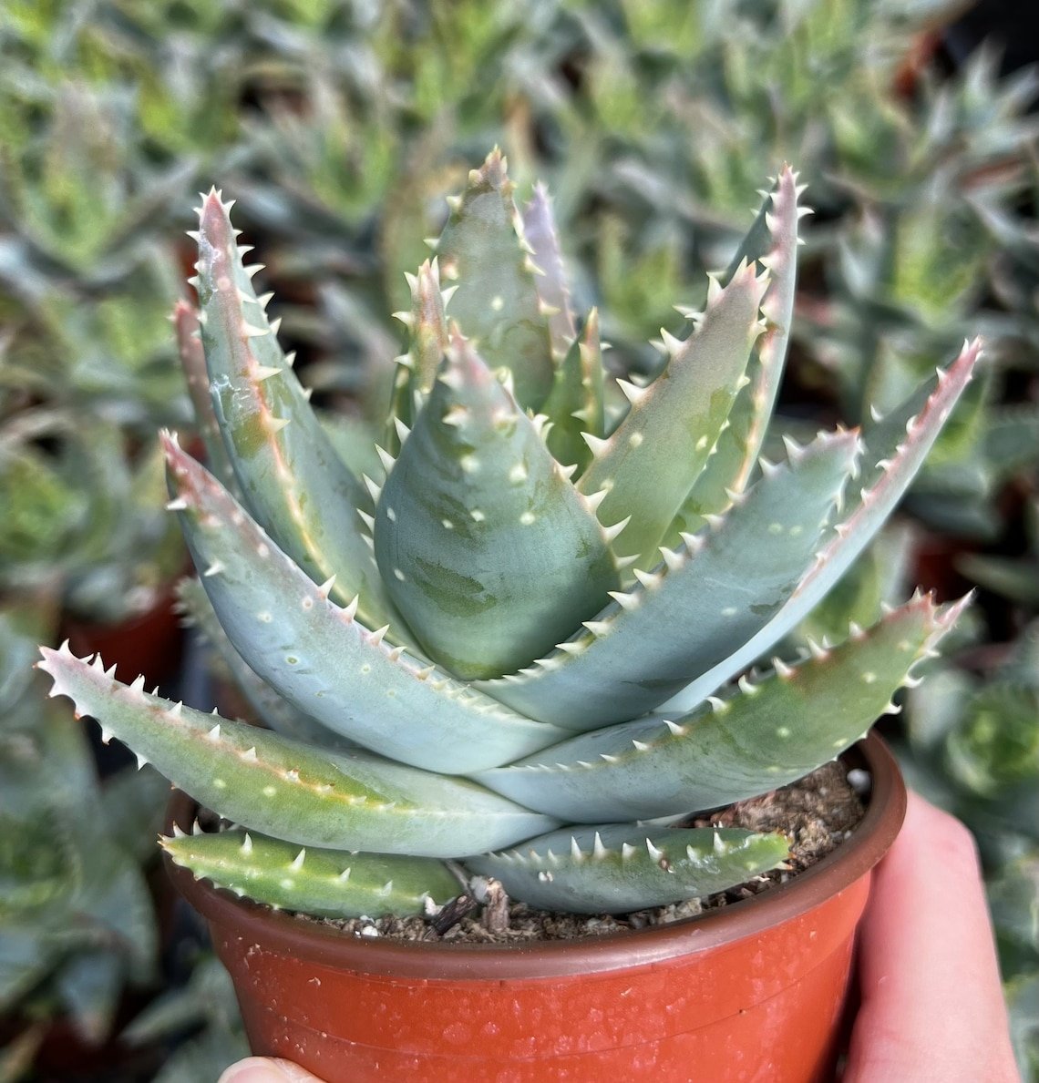 4 in Aloe Brevifolia Short-leaf Aloe Crocodile Succulent in pot