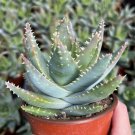 4 in Aloe Brevifolia Short-leaf Aloe Crocodile Succulent in pot