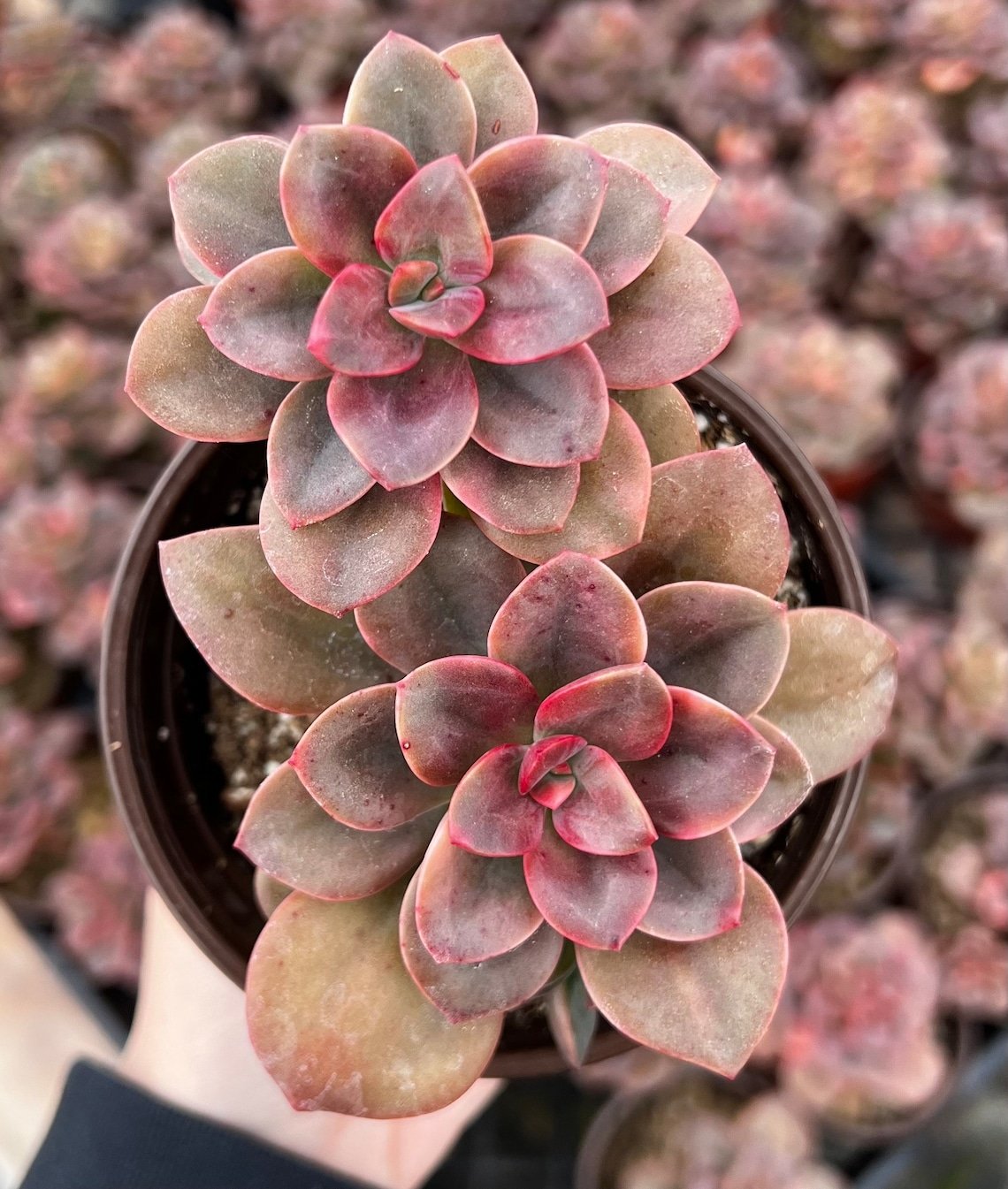 4 in Echeveria Chroma pot