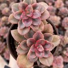 4 in Echeveria Chroma pot