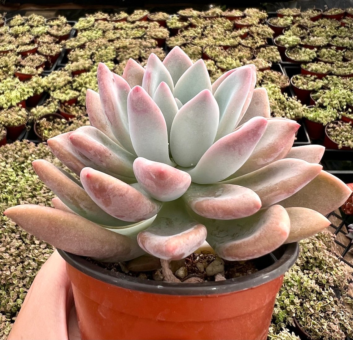 4 in Graptoveria Opalina Pink Succulent Rare in pot