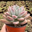 4 in Graptoveria Opalina Pink Succulent Rare in pot