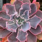 4 in Echeveria Neon Breaker pot