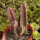 4 in Starfish Flower Giant Zulu Giant Toad Succulent in pot