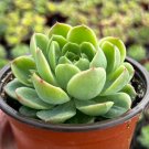 4 in Echeveria Lime n in Chile pot