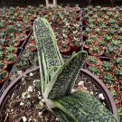 4 in Gasteria Little Warty Rare Succulent in pot