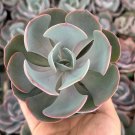 4 in Echeveria Dusty Rose Ornamental Succulent Rose in pot