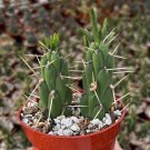 4 in Eve ins Needle Opuntia Subulata Cane Cholla Rare Prickly in pot
