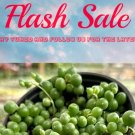 4 in Limited Offer: pot