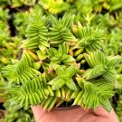 4 in Red Pagoda Crassula Rare Succulent in pot