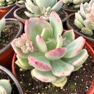 4 in Pachyveria Draco Pink Succulent in pot