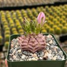 3.5 in Gymnocalycium Rotundulum Pink Rare in pot