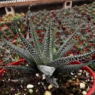 4 in Haworthia Fasciata Cape Town Rare Succulent in pot
