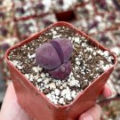 3 in Pleiospilos Royal Flush Purple Rare Succulent Purple Lithop Small in pot