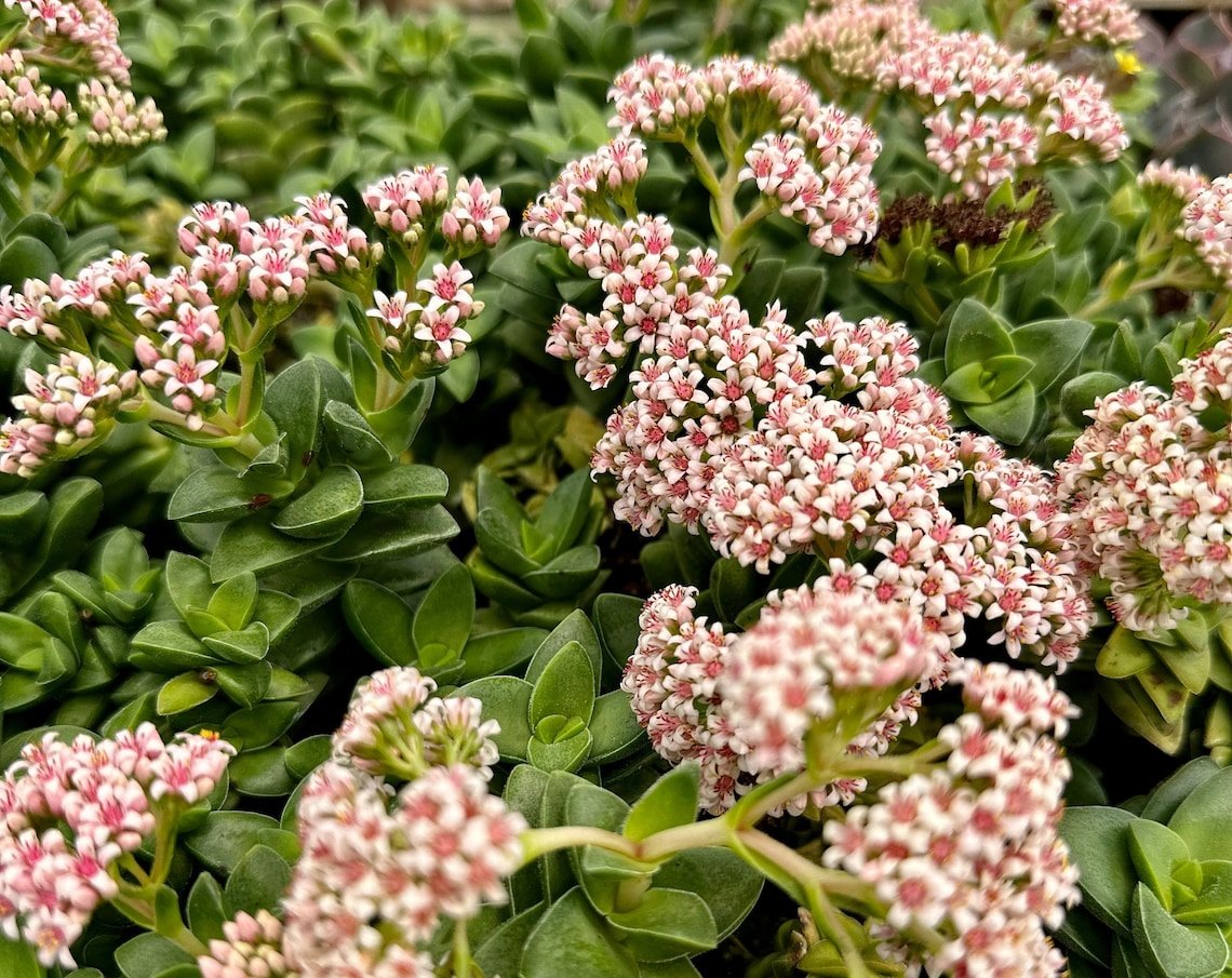 4 in Crassula Rupestris Spring Time Kebab Bush Succulent in pot
