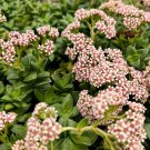 4 in Crassula Rupestris Spring Time Kebab Bush Succulent in pot
