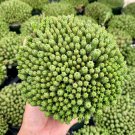2 in Euphorbia Monstrose Rare Succulent Unique Cluster in pot