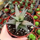 4’’ Haworthia Tessellata Rare Succulent in pot