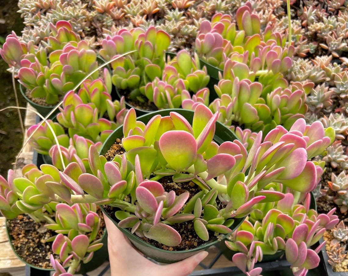 4 in Weeping Jade Trailing Jade Variegated Succulent Home Decor Homewarming Gift in pot