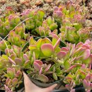 4 in Weeping Jade Trailing Jade Variegated Succulent Home Decor Homewarming Gift in pot